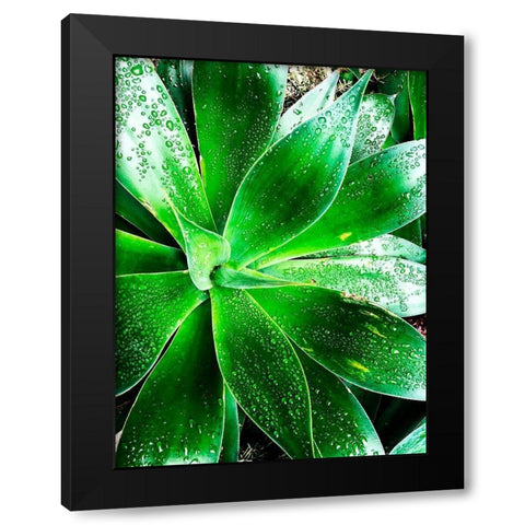 Green Tropical Succulent V Black Modern Wood Framed Art Print with Double Matting by Orlov, Irena