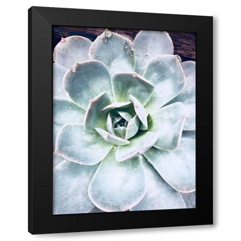 Pastel Succulent Beauty IV Black Modern Wood Framed Art Print by Orlov, Irena