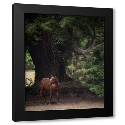 Horse in the Trees II Black Modern Wood Framed Art Print by Friedman, Susan