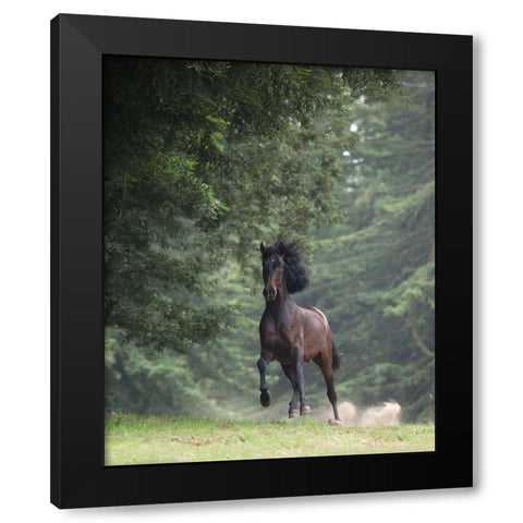 Horse in the Trees III Black Modern Wood Framed Art Print by Friedman, Susan