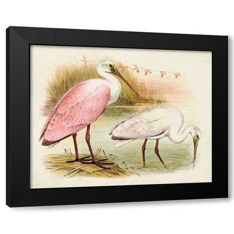 Roseate Spoonbills I Black Modern Wood Framed Art Print with Double Matting by Unknown