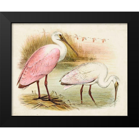 Roseate Spoonbills I Black Modern Wood Framed Art Print by Unknown