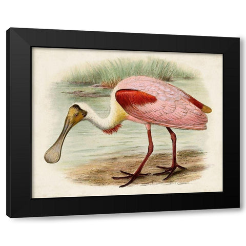 Roseate Spoonbills II Black Modern Wood Framed Art Print by Unknown