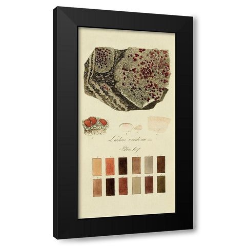 Species of Lichen I Black Modern Wood Framed Art Print with Double Matting by Unknown