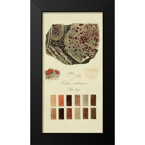 Species of Lichen I Black Modern Wood Framed Art Print by Unknown