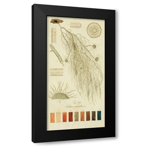 Species of Lichen II Black Modern Wood Framed Art Print with Double Matting by Unknown