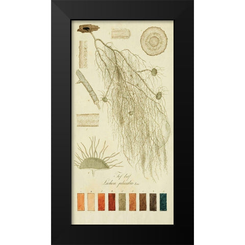 Species of Lichen II Black Modern Wood Framed Art Print by Unknown