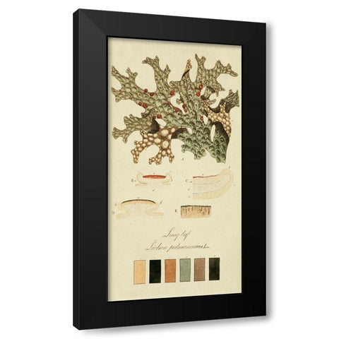 Species of Lichen III Black Modern Wood Framed Art Print by Unknown