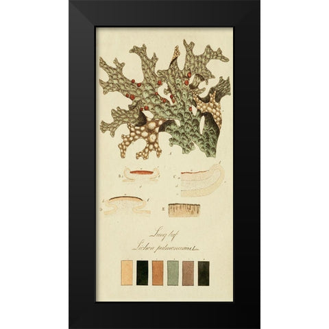 Species of Lichen III Black Modern Wood Framed Art Print by Unknown