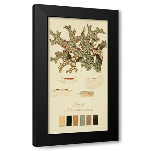 Species of Lichen III Black Modern Wood Framed Art Print with Double Matting by Unknown