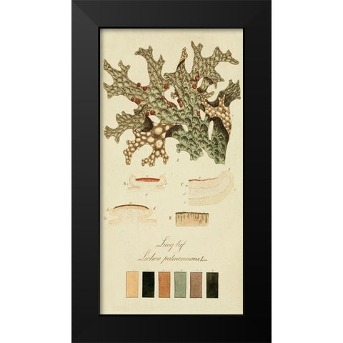 Species of Lichen III Black Modern Wood Framed Art Print by Unknown