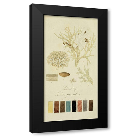 Species of Lichen IV Black Modern Wood Framed Art Print with Double Matting by Unknown