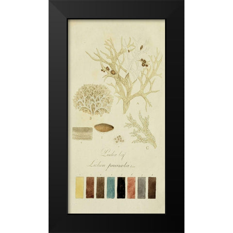 Species of Lichen IV Black Modern Wood Framed Art Print by Unknown