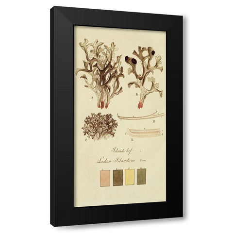 Species of Lichen V Black Modern Wood Framed Art Print by Unknown