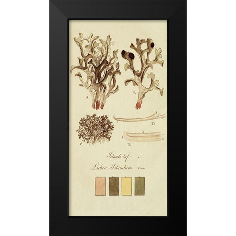 Species of Lichen V Black Modern Wood Framed Art Print by Unknown