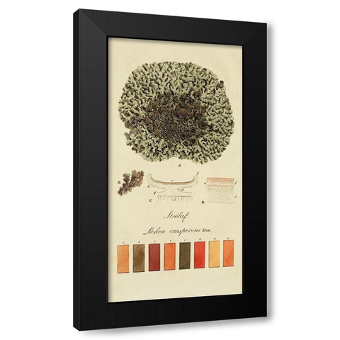 Species of Lichen VI Black Modern Wood Framed Art Print with Double Matting by Unknown