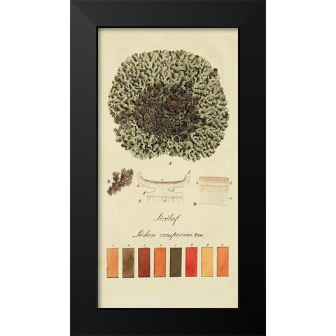 Species of Lichen VI Black Modern Wood Framed Art Print by Unknown