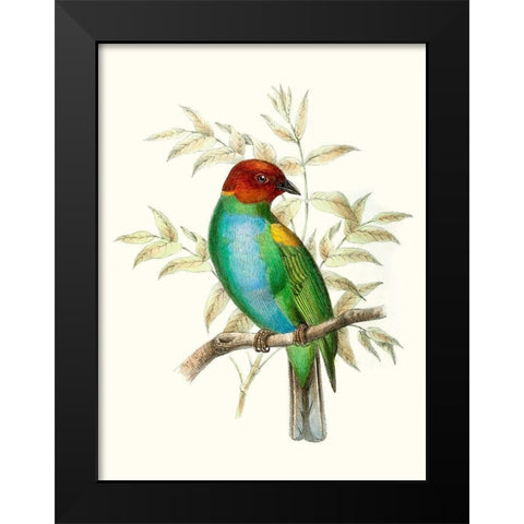 On Perch IV Black Modern Wood Framed Art Print by Unknown