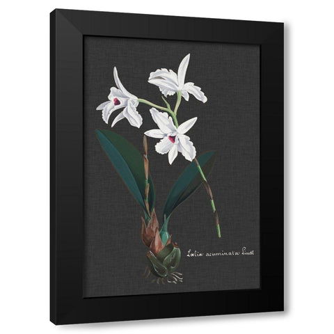 Orchid on Slate V Black Modern Wood Framed Art Print with Double Matting by Vision Studio