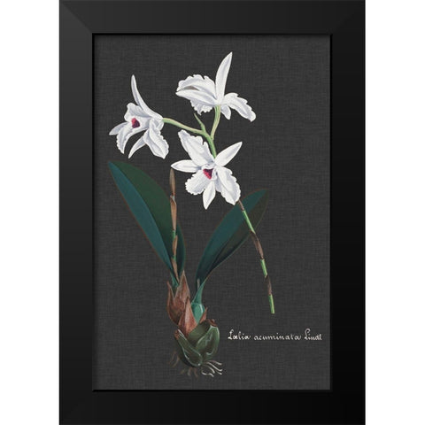 Orchid on Slate V Black Modern Wood Framed Art Print by Vision Studio