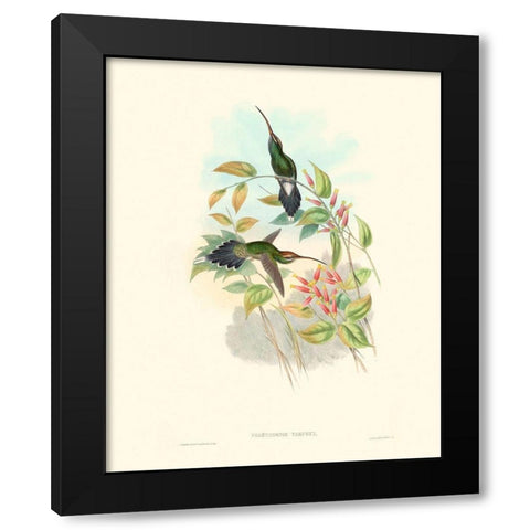 Hummingbird Delight I Black Modern Wood Framed Art Print with Double Matting by Gould, John