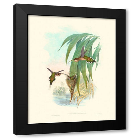 Hummingbird Delight III Black Modern Wood Framed Art Print with Double Matting by Gould, John