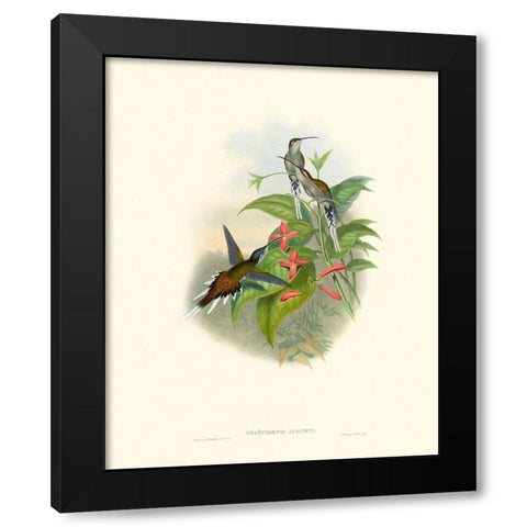 Hummingbird Delight IV Black Modern Wood Framed Art Print by Gould, John