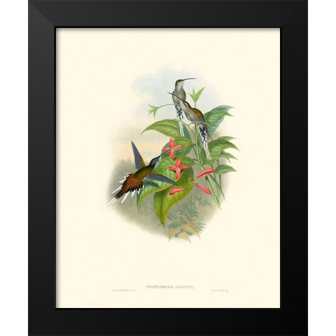 Hummingbird Delight IV Black Modern Wood Framed Art Print by Gould, John