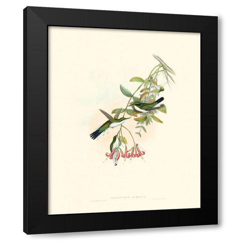 Hummingbird Delight V Black Modern Wood Framed Art Print with Double Matting by Gould, John