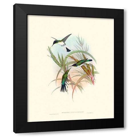 Hummingbird Delight VII Black Modern Wood Framed Art Print with Double Matting by Gould, John