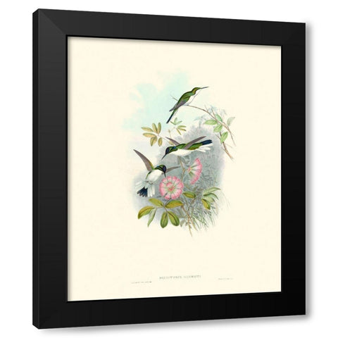 Hummingbird Delight VIII Black Modern Wood Framed Art Print by Gould, John