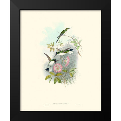 Hummingbird Delight VIII Black Modern Wood Framed Art Print by Gould, John