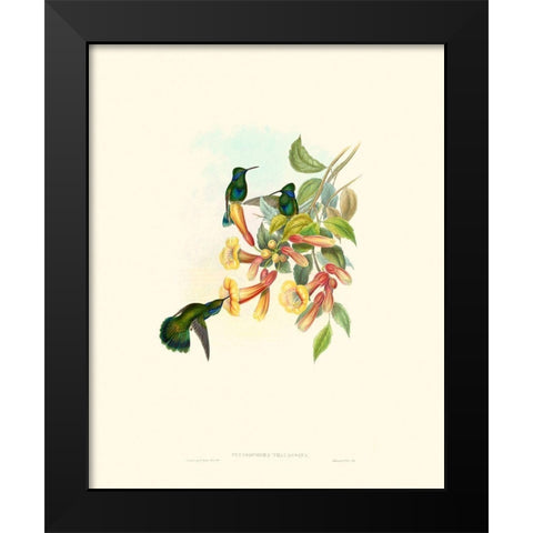Hummingbird Delight IX Black Modern Wood Framed Art Print by Gould, John