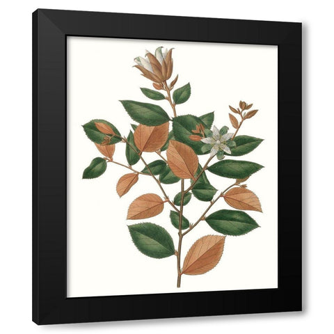 Fall Foliage IX Black Modern Wood Framed Art Print with Double Matting by Unknown