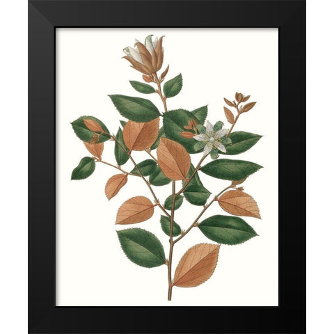 Fall Foliage IX Black Modern Wood Framed Art Print by Unknown
