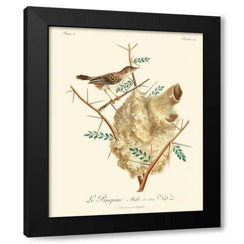 Vintage French Birds VIII Black Modern Wood Framed Art Print with Double Matting by de Langlois
