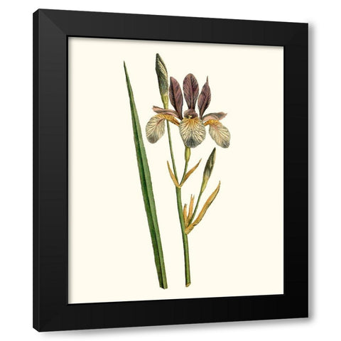 Antique Iris I Black Modern Wood Framed Art Print by Curtis