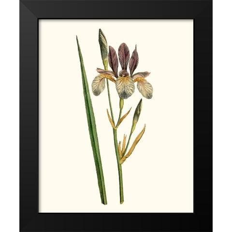 Antique Iris I Black Modern Wood Framed Art Print by Curtis
