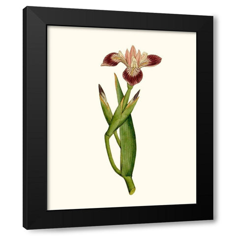Antique Iris II Black Modern Wood Framed Art Print by Curtis