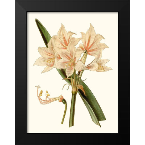 Antique Amaryllis II Black Modern Wood Framed Art Print by Curtis