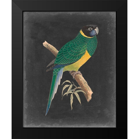 Dramatic Parrots I Black Modern Wood Framed Art Print by Vision Studio
