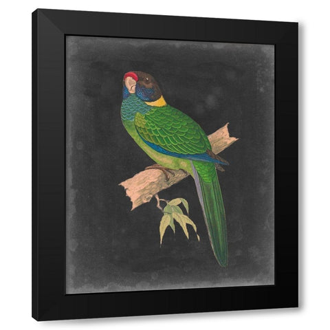 Dramatic Parrots II Black Modern Wood Framed Art Print with Double Matting by Vision Studio