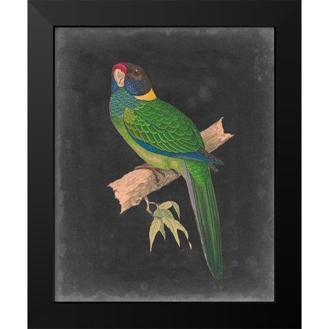 Dramatic Parrots II Black Modern Wood Framed Art Print by Vision Studio