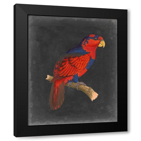 Dramatic Parrots III Black Modern Wood Framed Art Print by Vision Studio