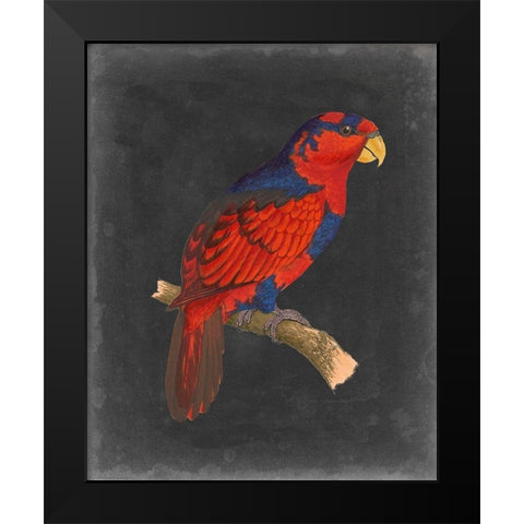 Dramatic Parrots III Black Modern Wood Framed Art Print by Vision Studio