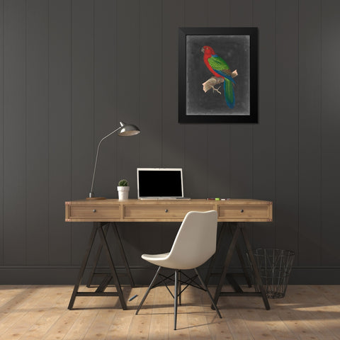 Dramatic Parrots IV Black Modern Wood Framed Art Print by Vision Studio