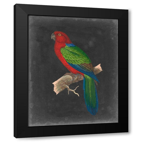 Dramatic Parrots IV Black Modern Wood Framed Art Print with Double Matting by Vision Studio