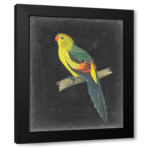 Dramatic Parrots VI Black Modern Wood Framed Art Print with Double Matting by Vision Studio