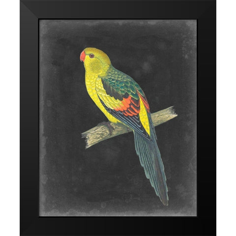 Dramatic Parrots VI Black Modern Wood Framed Art Print by Vision Studio