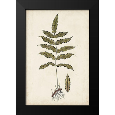 Fern Botanical III Black Modern Wood Framed Art Print by Vision Studio